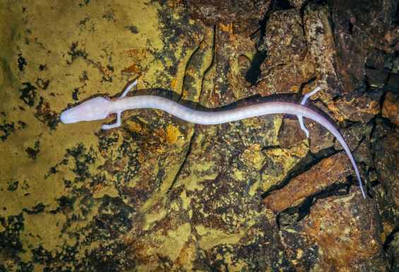 Essence-of-Balkan-Human-fish