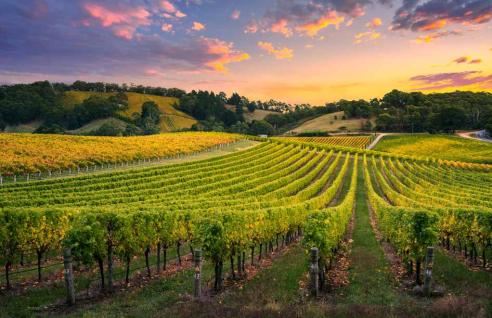Wine-tour-Primorska-vineyard
